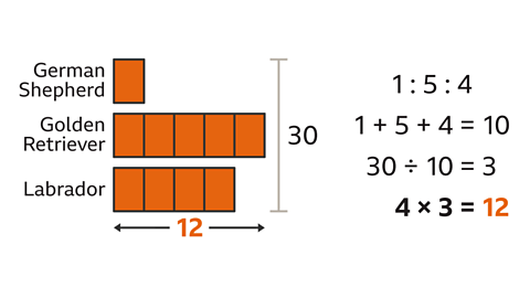 A diagram of three different sized bars. The first is one block and labelled German Shepherd. The second is five blocks long and labelled Golden Retriever. The third is four blocks long and labelled Labrador. Underneath all: Twelve – highlighted with an arrow pointing to the start of all the blocks and another reaching to the end of the Golden retriever bar. To the right: A vertical bracket around all the bar labelled thirty. Written next to it: One to five to four. One plus five plus four equals ten. Thirty divided by ten equals three. Four multiplied by three equals twelve – highlighted.