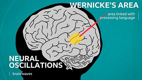 A diagram of wernicke's area of the brain, which is linked to processing language. And the nueral oscillations, or brain waves.