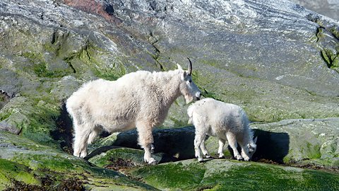 Mountain goats