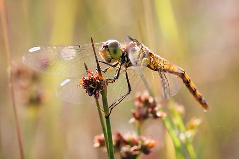 A dragonfly resting on the tip of a plant.