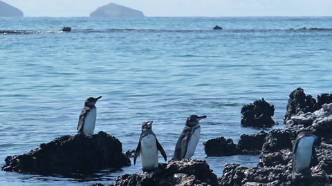 A group of penguins near the sea in the Galapagos Islands