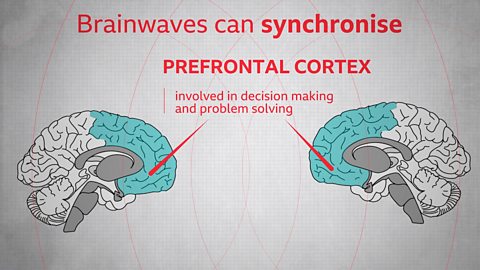 A scientific diagram showing two brains, with the prefrontal cortex highlighted. Underneath it says brainwaves can synchronise.