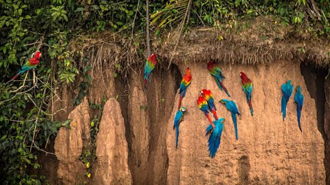 Macaws in Tambopata National Reserve, Peru.