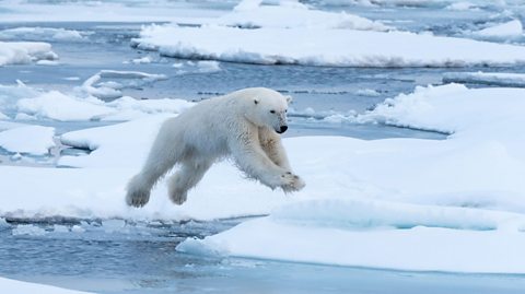 Polar bear leaping in the air.