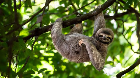 Sloth in rainforest.