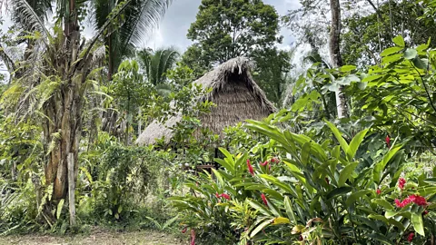 Maggie Downs The Chos, like many Maya farmers, are proponents of sustainable agriculture (Credit: Maggie Downs)