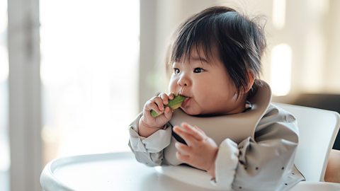 Baby girl eating a slice of avocado by herself while sitting in high chair. Baby-led weaning (BLW). Baby finger food.