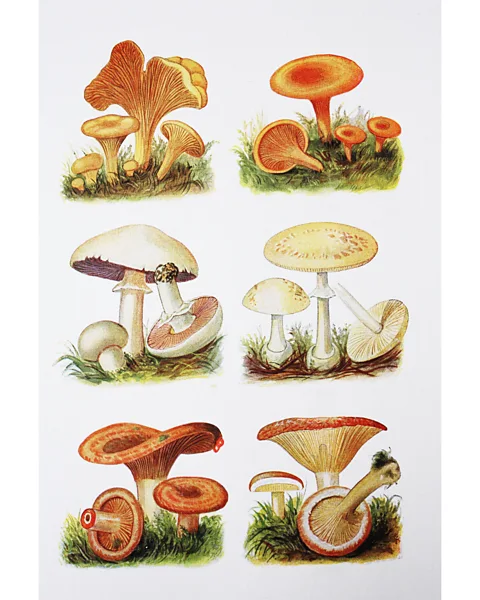 Getty Images The book Entangled Life explains how "anarchic" fungi have influenced contemporary philosophy (Credit Getty Images)