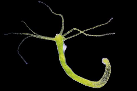 A Hydra, a small freshwater animal with a long body and tentacles.