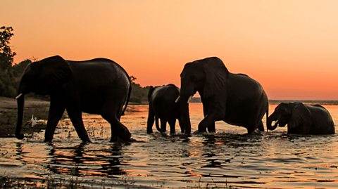 Elephants in the River Chobe in Africa