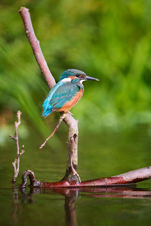 Kingfisher on a branch in a river.