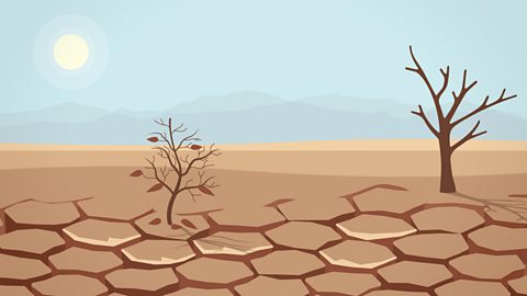 An illustration of an area in drought with cracked earth and dying trees.