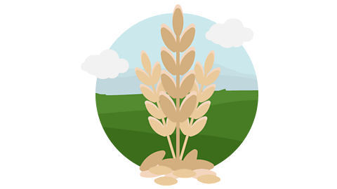 An illustration of wheat