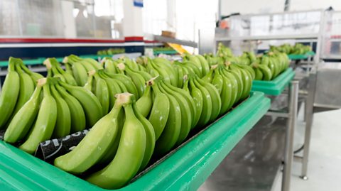 Bananas in a factory, ready to be exported.