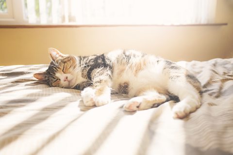 Picture of a cat sleeping in the sunshine.