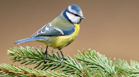 A blue and yellow bird on a branch.