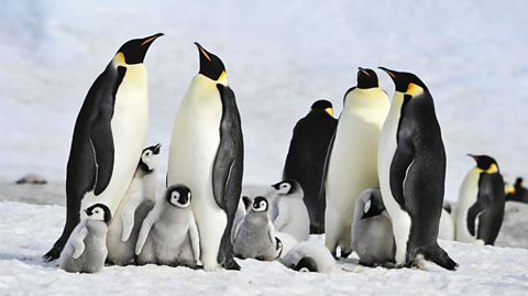 Emperor penguins