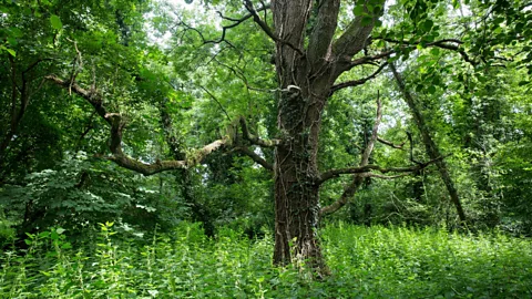 Getty Images Stinging nettles are fast-growing, forming clumps of lush foliage that can be several feet high (Credit: Getty Images)