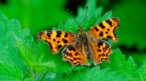 Alamy The comma butterfly likes to lay its eggs on stinging nettles, and it's thought that their abundance in the UK has helped the species to reverse its decline (Credit: Alamy).