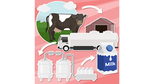 An illustration showing how a cow is milked, milk is then taken by a tanker to a factory before becoming a milk in a carton.