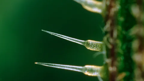 Alamy The 'hairs' of a stinging nettle are hollow to allow irritating chemicals to flow through them and into their victim's skin – they act like tiny needles (Credit: Alamy)