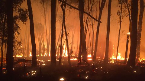 A bushfire in a forest in Australia