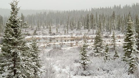 Taiga Forest in Canada covered in snow. 
