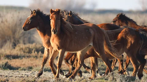 Lokman Ilhan/Anadolu Agency via Getty Images The domestication of horses sparked inequality, as horse-equipped armies more easily conquered new lands (Credit: Lokman Ilhan/Anadolu Agency via Getty Images)