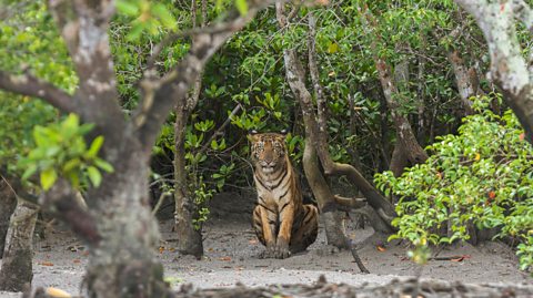 Bengal tiger sitting under some mangrove trees.