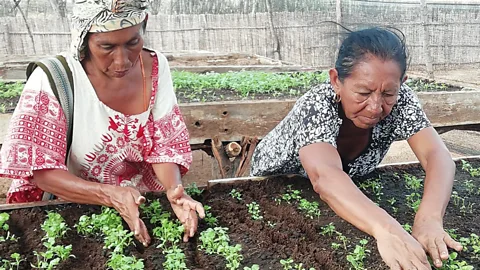 FAO Colombia Wayúu women from the community of Parenska in La Guajira, Colombia, monitor crops planted in an agricultural training centre (Credit: FAO Colombia)