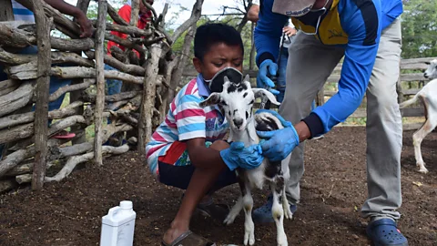 FAO Colombia FAO's work with Wayuu communities included improving livestock techniques to keep goats - used for food in hunger emergencies - in better health (Credit: FAO Colombia)