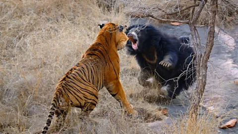 A.Singh/Alamy A mother sloth bear fights off a tiger in Ranthambore National Park, India. Both species are at high risk from roads, according to a recent study (Credit: A.Singh/Alamy)