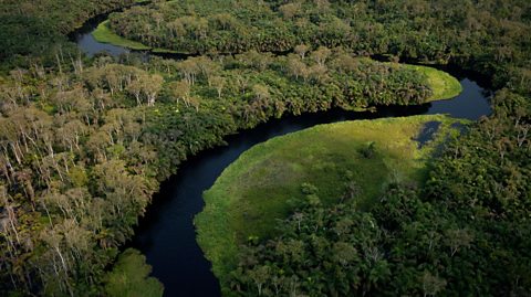 Congo rainforest. 