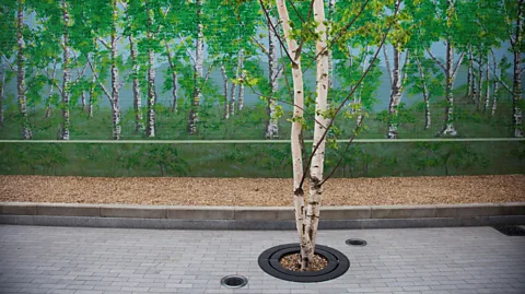 Getty Images Trees whose roots are smothered by hard surfaces like concrete, tarmac or paving slabs can be chronically stressed (Credit: Getty Images)