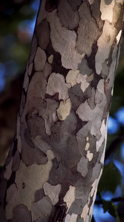 Getty Images While other city trees' bark used to get choked up with smog, London plane trees simply sloughed theirs off (Credit: Getty Images)