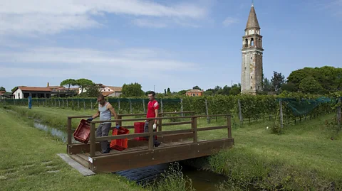 Awakening/Getty Images Drainage ditches cross Venissa's vineyards to combat the saltwater from the lagoon (Credit: Awakening/Getty Images)