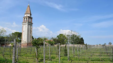 Daniel Stables Venissa's vineyard is enclosed by ancient walls and towered over by a medieval bell tower (Credit: Daniel Stables)