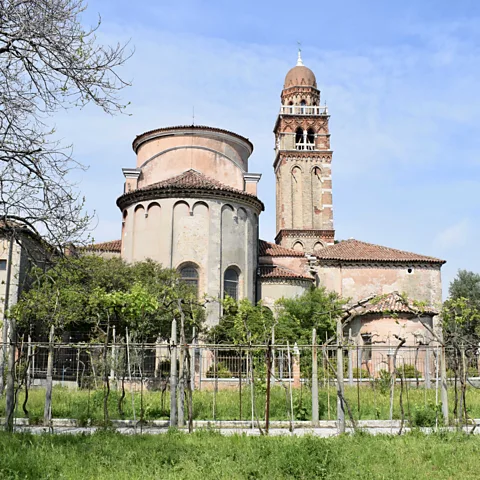 Daniel Stables Laguna nel Bicchiere, an organisation devoted to the propagation of Venetian viticulture, preserves the vineyard on San Michele (Credit: Daniel Stables)