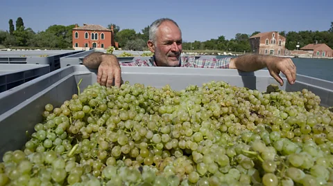 Organic Grapes Remain a Seasonal Play