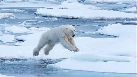 A polar bear leaping over melting ice. 