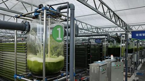 Yang Zhili/Getty Images Culturing algae in a synthetic environment is one of many routes to replacing nature's ecosystem services (Credit: Yang Zhili/Getty Images)