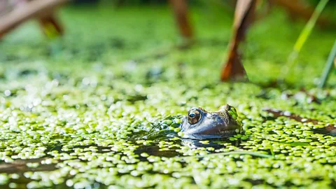Alamy Ponds can actually reduce the amount of carbon stored in a garden, but they have many other benefits (Credit: Alamy)
