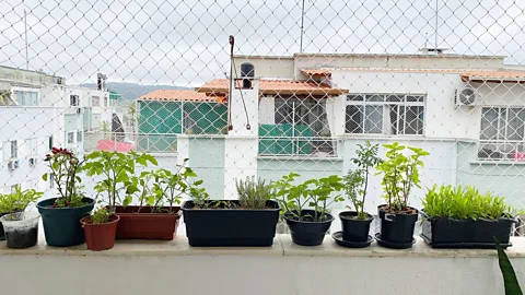 Alamy Even balconies can be turned into carbon sinks (Credit: Alamy)