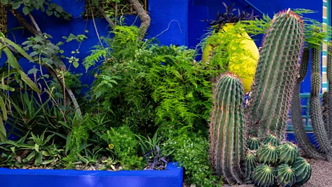 Alamy Effective carbon sinks don’t have to be boring – the idea is just to have an abundance of plants (Credit: Alamy)