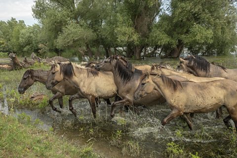 A picture of a herd of wild horses grazing in a field.