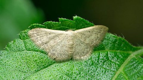 greater wax moth spreading wings on a green leaf backdrop