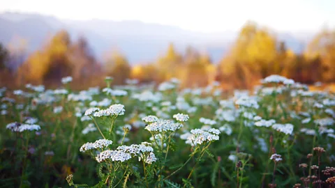 Getty Images If crops are harvested before the invertebrates that depend on them have completed their lifecycles, any benefits might be lost (Credit: Getty Images)