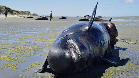 Marty Melville/AFP via Getty Images Military sonar is thought to be one of the factors which causes some whale species to fatally beach themselves (Credit: Marty Melville/AFP via Getty Images)