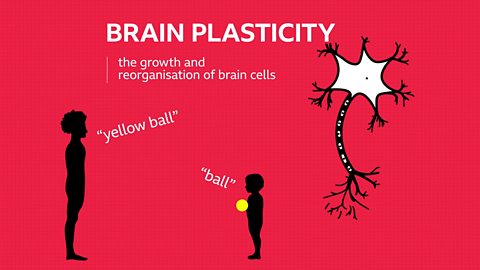 A graphic showing a neuron and a mother and child playing catch. The text reads 'Brain Plasticity - the growth and reorganisation of brain cells'.