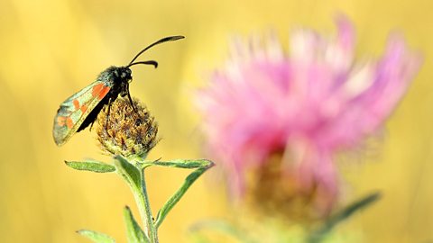 Six-spot Burnet moth sat on a flower